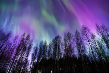 Aurora borealis over boreal forest.