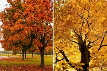 A side-by-side autumn collage: on the left, maple trees with fiery orange and red leaves lining a park with fallen leaves on the grass; on the right, a woodland of beech trees in golden-yellow autumn foliage.