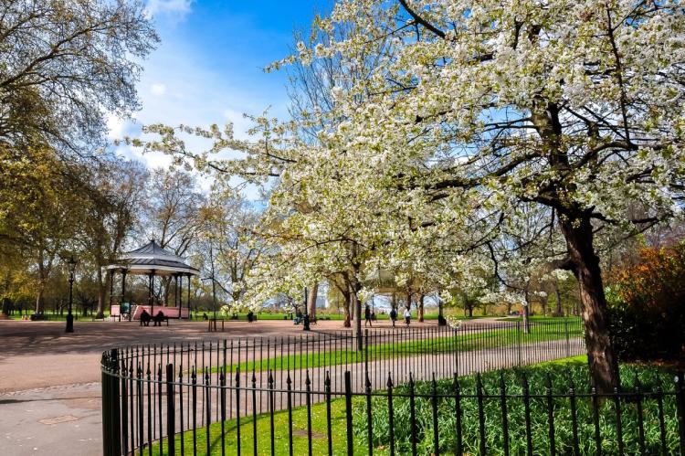 Hyde Park in spring, featuring a blossoming tree, a traditional bandstand, and people strolling under a clear blue sky.
