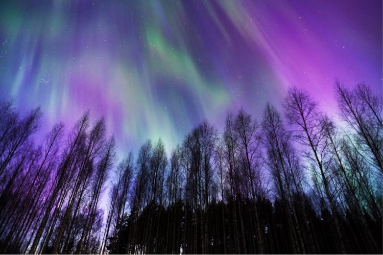 Aurora borealis over boreal forest.