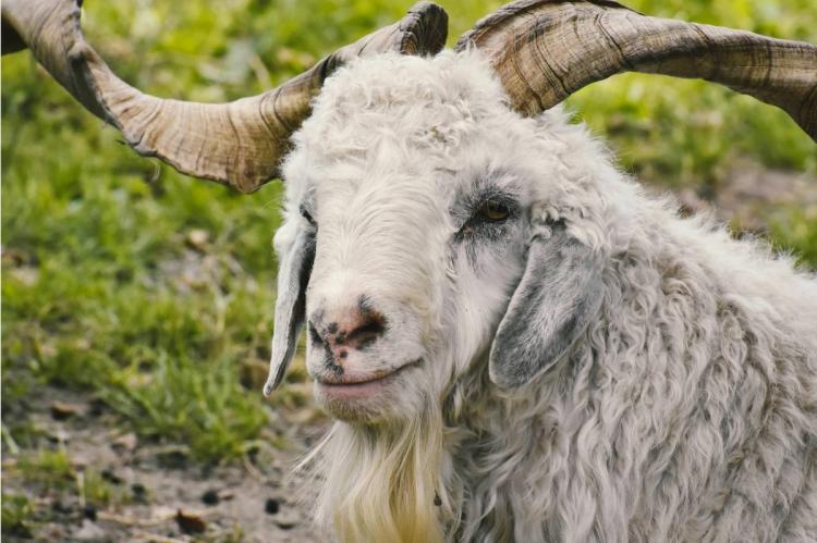 Majestic cashmere goat with its curly wool and horns.