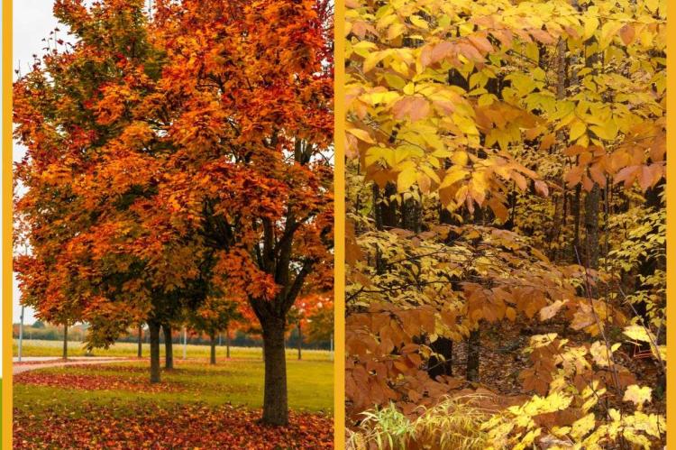 A side-by-side autumn collage: on the left, maple trees with fiery orange and red leaves lining a park with fallen leaves on the grass; on the right, a woodland of beech trees in golden-yellow autumn foliage.